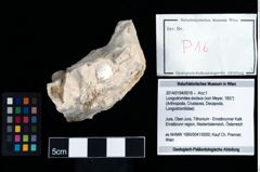 Foto (Objekt + Etikett) von Longodromites excisus (von Meyer, 1857)  (NHMW-GEO-2014-0194-0016)